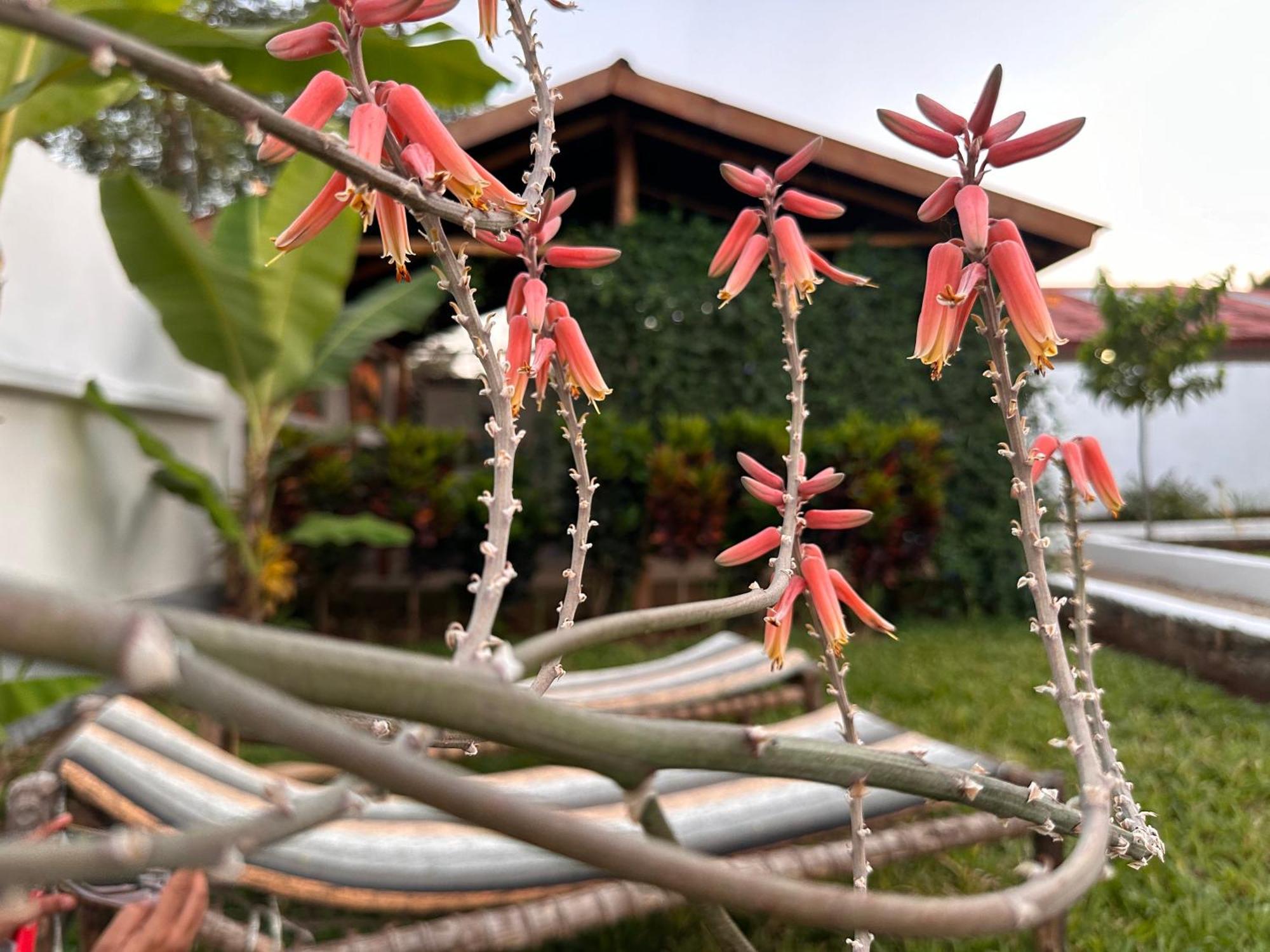 מלון נונגווי Garden Pearls מראה חיצוני תמונה